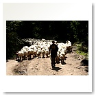 Redyk. Owce idą na pastwisko.